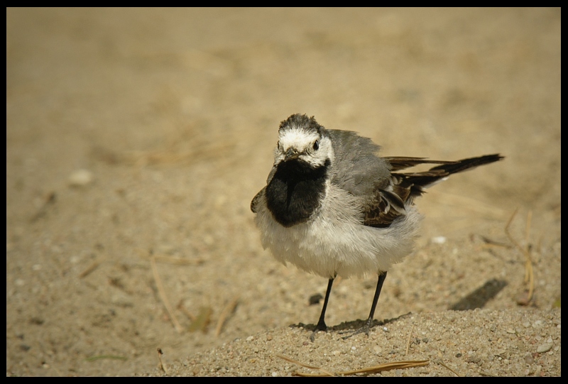  Pliszka siwa Ptaki pliszka ptak Nikon D70 Sigma APO 100-300mm f/4 HSM Zwierzęta fauna dziób pióro dzikiej przyrody organizm shorebird skrzydło