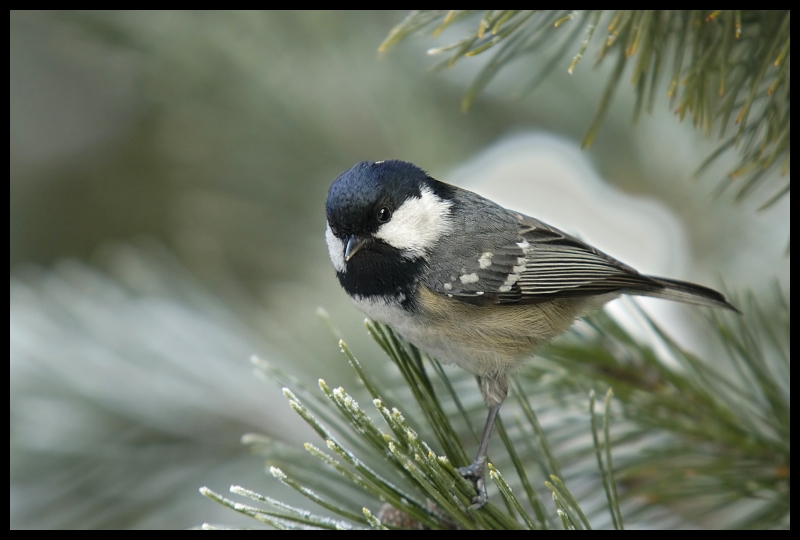  Sosnówka Ptaki sosnówka sikorki ptaki Nikon D70 Sigma APO 100-300mm f/4 HSM Zwierzęta ptak fauna dziób dzikiej przyrody zięba pióro chickadee ptak przysiadujący wróbel Gałązka