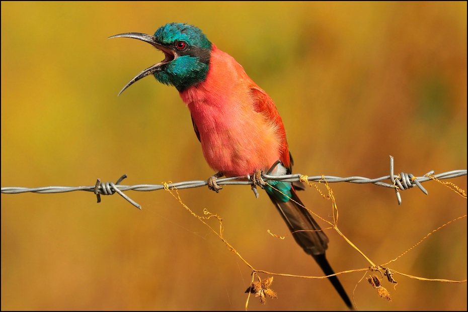  Żołna szkarłatna Ptaki Nikon D300 Sigma APO 500mm f/4.5 DG/HSM Etiopia 0 ptak dziób fauna coraciiformes dzikiej przyrody organizm zjadacz pszczół pióro skrzydło