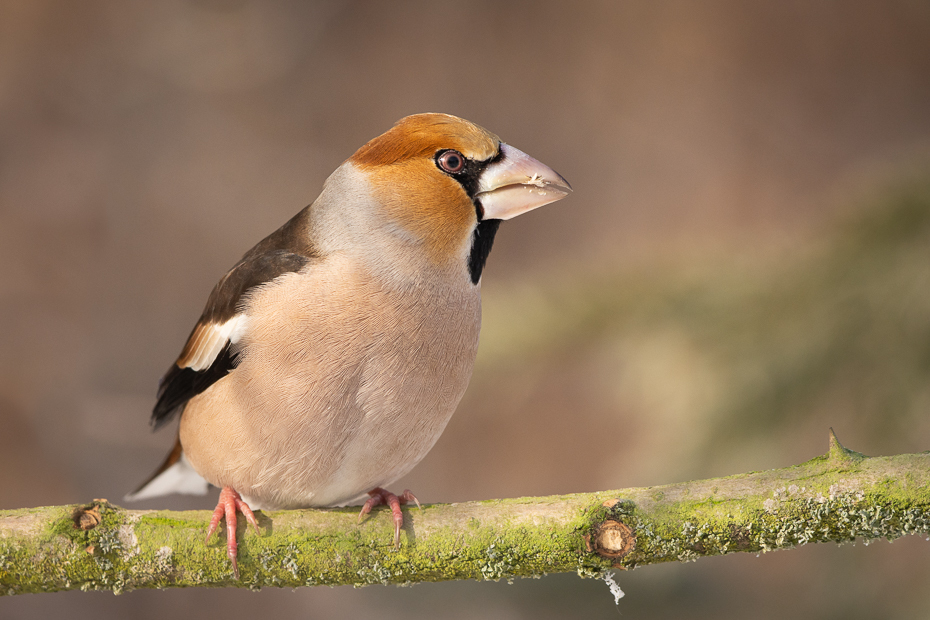  Grubodziób Ptaki grubodziób ptaki Nikon D7200 Sigma 150-600mm f/5-6.3 HSM Zwierzęta ptak fauna dziób ekosystem zięba dzikiej przyrody wróbel organizm ptak przysiadujący brambling