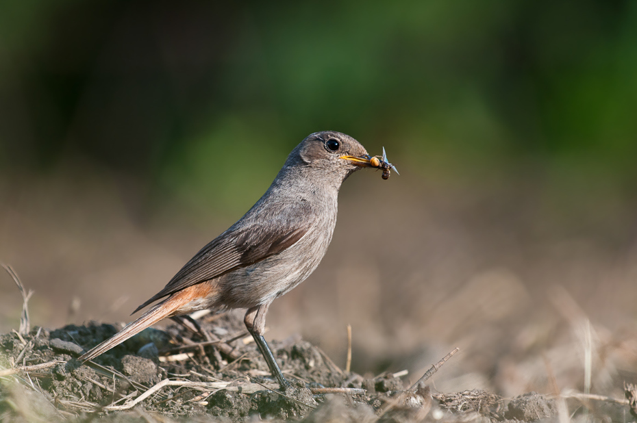  Kopciuszek Ptaki karmnik Nikon D300 Sigma APO 500mm f/4.5 DG/HSM Zwierzęta ptak fauna dziób ekosystem flycatcher starego świata dzikiej przyrody słowik ptak przysiadujący Emberizidae organizm