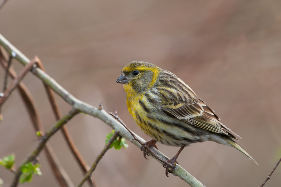  Czyż Ptaki Nikon D300 Sigma APO 500mm f/4.5 DG/HSM Zwierzęta ptak zięba dziób fauna wróbel dzikiej przyrody brambling ptak przysiadujący Wróbel Emberizidae