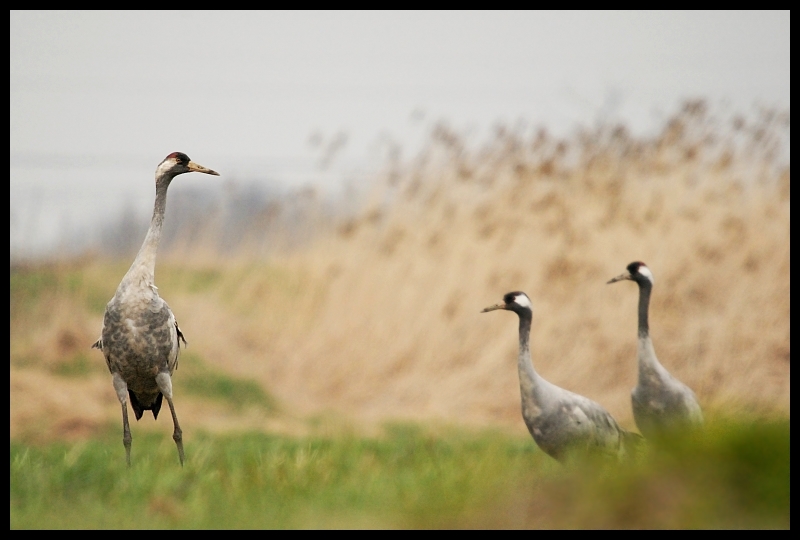  Żurawie Ptaki żuraw żurawie ptaki Nikon D200 Sigma APO 50-500mm f/4-6.3 HSM Zwierzęta ekosystem łąka ptak żuraw jak ptak dźwig fauna dzikiej przyrody dziób ecoregion ranek