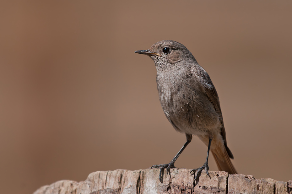  Kopciuszek Ptaki wrocław Nikon D300 Sigma APO 500mm f/4.5 DG/HSM Zwierzęta ptak fauna dziób strzyżyk dzikiej przyrody flycatcher starego świata ścieśniać wróbel pióro słowik