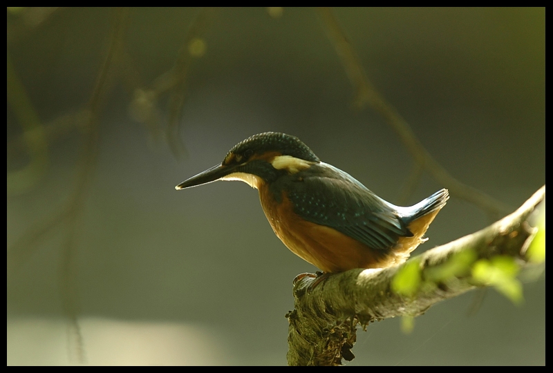  Zimorodek Ptaki zimorodek ptaki Nikon D70 Sigma APO 100-300mm f/4 HSM Zwierzęta ptak fauna dziób dzikiej przyrody flycatcher starego świata organizm skrzydło coraciiformes