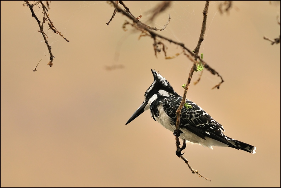  Rybaczek srokaty Ptaki Nikon D300 Sigma APO 500mm f/4.5 DG/HSM Etiopia 0 ptak fauna dziób dzikiej przyrody gałąź pióro Gałązka drzewo organizm ptak przysiadujący