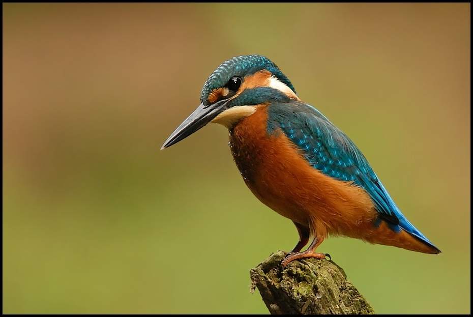  Zimorodek Ptaki Nikon D200 Sigma APO 50-500mm f/4-6.3 HSM Zwierzęta ptak dziób fauna dzikiej przyrody coraciiformes pióro organizm skrzydło wodny ptak