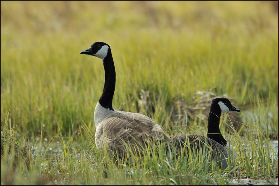  Bernikla kanadyjska Ptaki Nikon D200 AF-S Nikkor 300mm f/4D IF-ED Zwierzęta ptak ekosystem gęś fauna wodny ptak kaczki gęsi i łabędzie dzikiej przyrody trawa dziób kaczka