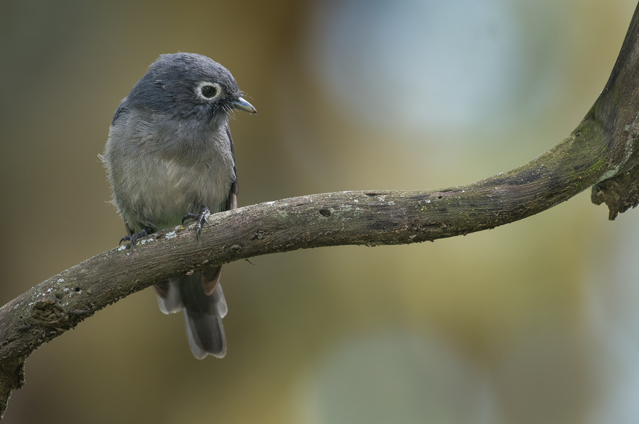  Mucharka białooka Ptaki Nikon D300 Sigma APO 500mm f/4.5 DG/HSM Kenia 0 ptak dziób fauna dzikiej przyrody gałąź flycatcher starego świata pióro ścieśniać Gałązka Emberizidae