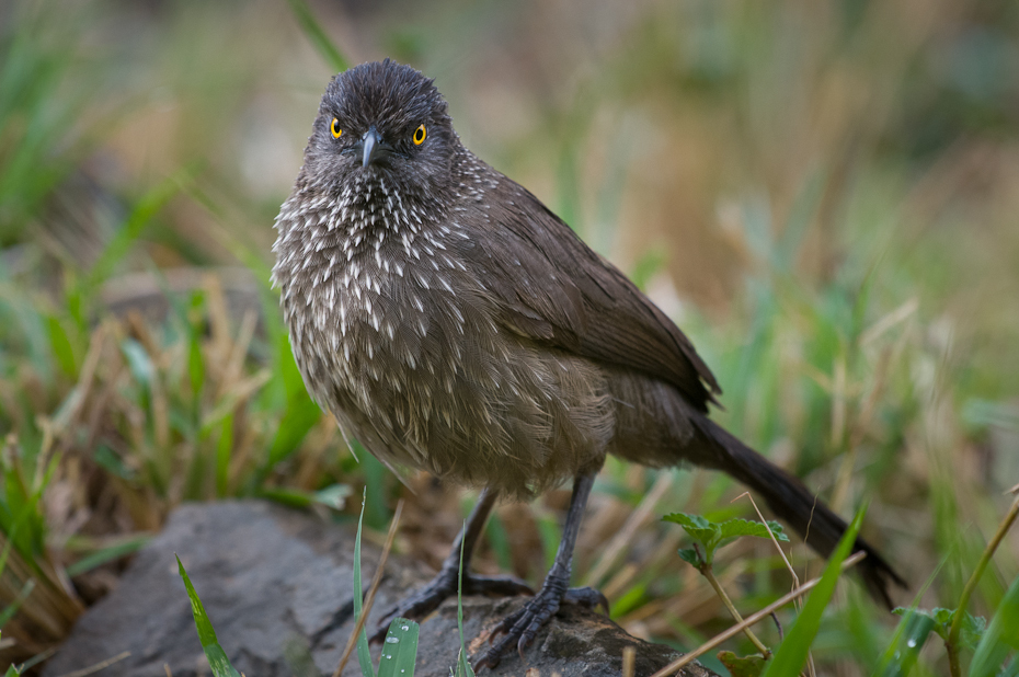  Tymal kroplisty Ptaki Nikon D300 Sigma APO 500mm f/4.5 DG/HSM Kenia 0 ptak fauna dziób dzikiej przyrody kos flycatcher starego świata Emberizidae organizm wróbel ptak przysiadujący