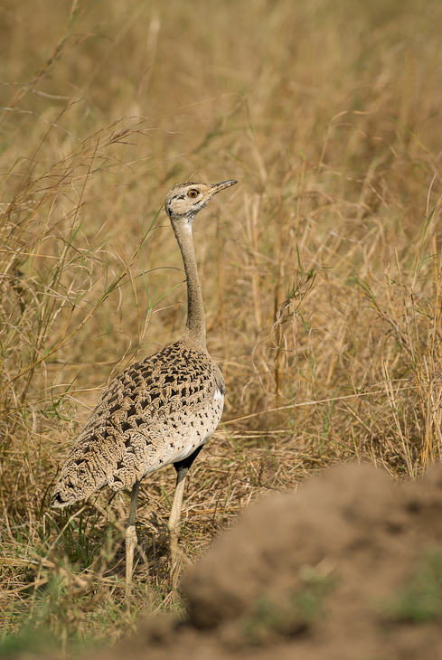  Dropik czarnobrzuchy Ptaki Nikon D200 AF-S Nikkor 70-200mm f/2.8G Kenia 0 łąka ekosystem struś dzikiej przyrody fauna ptak zwierzę lądowe bezgrzebieniowy ecoregion preria