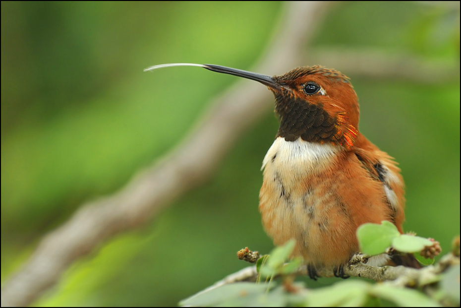  Koliber Ptaki Nikon D300 Sigma APO 500mm f/4.5 DG/HSM USA, Floryda 0 ptak koliber dziób fauna dzikiej przyrody ranek zapylacz flycatcher starego świata organizm strzyżyk