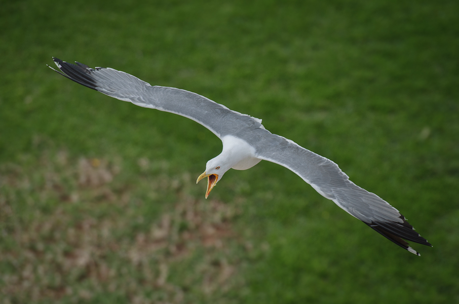  Mewa mieście Agadir Nikon D7000 AF-S Nikkor 70-200mm f/2.8G Maroko 0 ptak europejska mewa srebrzysta ptak morski fauna dziób frajer dzikiej przyrody trawa charadriiformes ecoregion