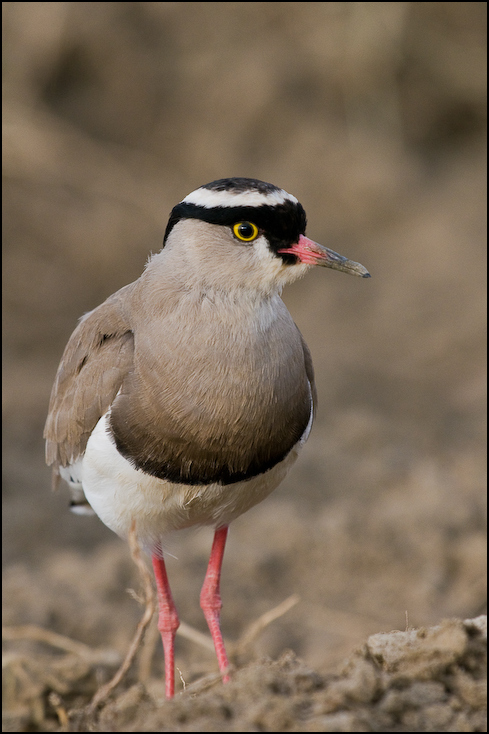  Czajka koroniasta Ptaki Nikon D300 Sigma APO 500mm f/4.5 DG/HSM Kenia 0 ptak dziób fauna ścieśniać pióro dzikiej przyrody wodny ptak shorebird ptak morski charadriiformes