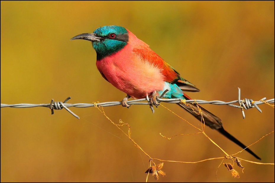  Żołna szkarłatna Ptaki Nikon D300 Sigma APO 500mm f/4.5 DG/HSM Etiopia 0 ptak fauna dziób coraciiformes pióro wałek organizm dzikiej przyrody zjadacz pszczół skrzydło