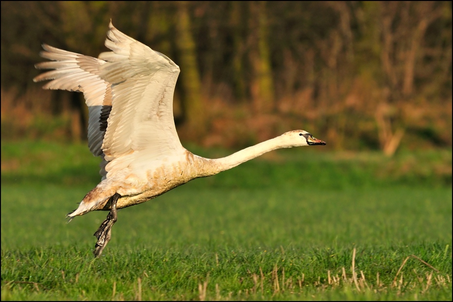  Łabądź Ptaki Nikon D300 Sigma APO 500mm f/4.5 DG/HSM Zwierzęta ptak fauna dzikiej przyrody ekosystem żuraw jak ptak dźwig dziób łąka trawa wodny ptak