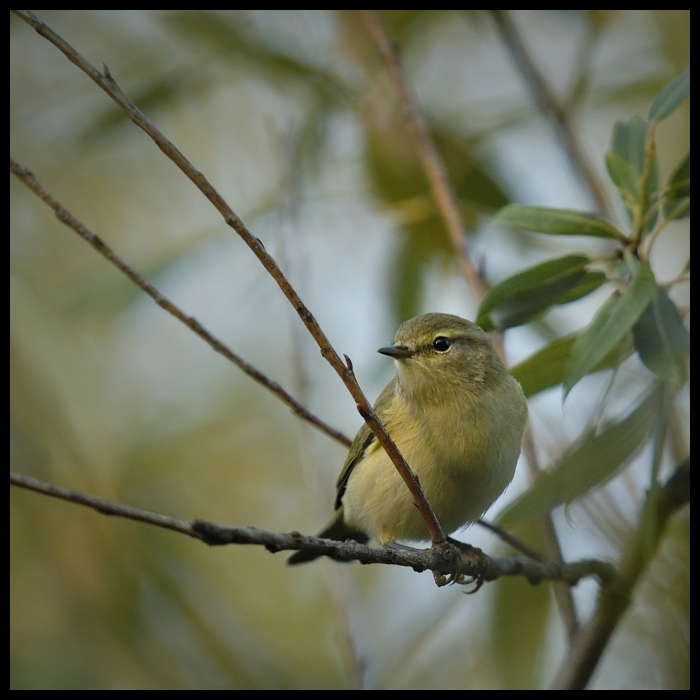  Pierwiosnek Ptaki pierwiosnek ptaki Nikon D70 Sigma APO 100-300mm f/4 HSM Zwierzęta ptak fauna dziób gałąź dzikiej przyrody zięba Gałązka flycatcher starego świata pióro strzyżyk