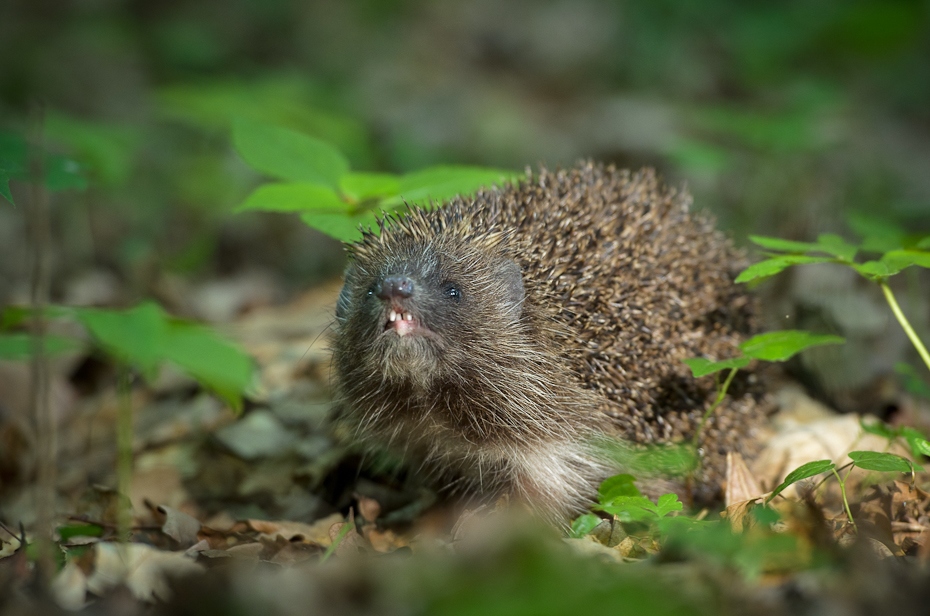  Jeż Inne Nikon D7000 AF-S Nikkor 70-200mm f/2.8G Zwierzęta jeż udomowiony jeż fauna ssak jeżozwierz erinaceidae monotreme dzikiej przyrody organizm echidna