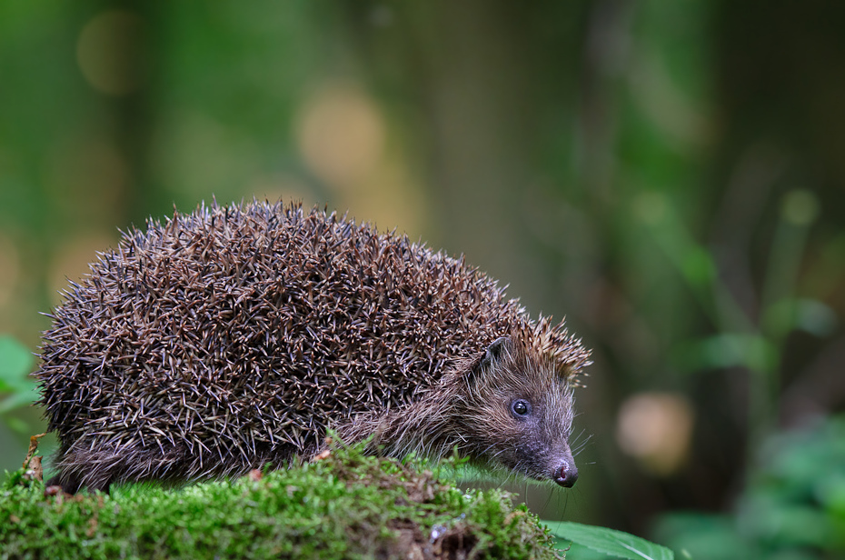  Jeż Inne Nikon D7000 AF-S Nikkor 70-200mm f/2.8G Zwierzęta jeż udomowiony jeż erinaceidae fauna ssak jeżozwierz dzikiej przyrody pysk trawa organizm