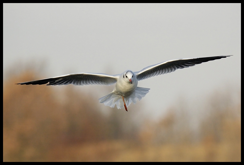  Mewa śmieszka Ptaki mewa ptaki Nikon D70 Sigma APO 100-300mm f/4 HSM Zwierzęta ptak fauna dziób dzikiej przyrody ptak morski skrzydło niebo charadriiformes pióro frajer