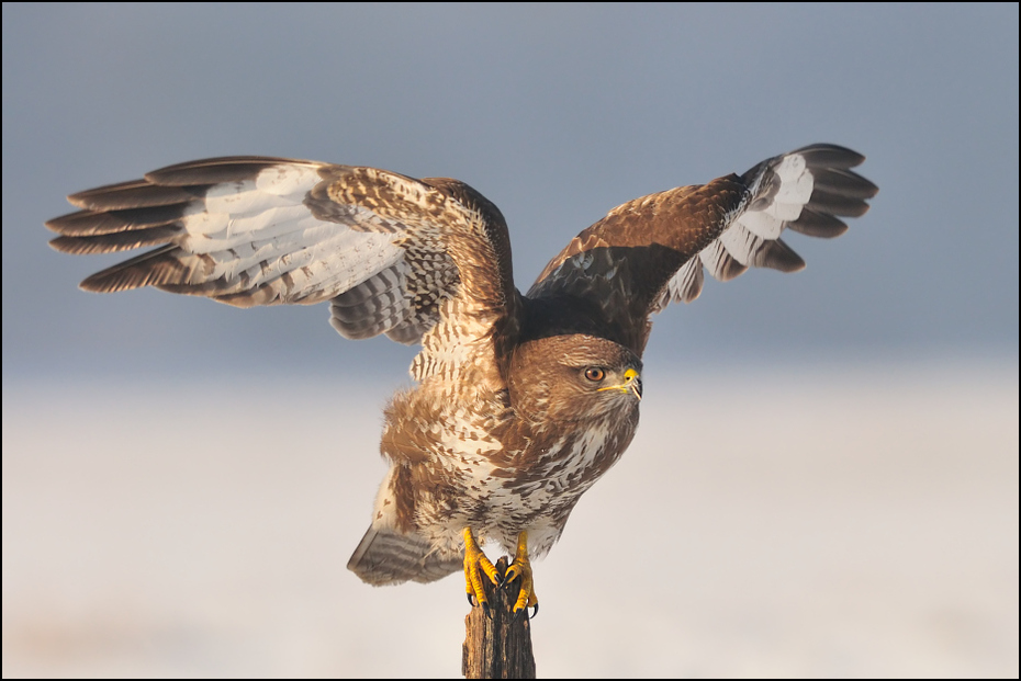  Myszołów #30 Ptaki Nikon D300 Sigma APO 500mm f/4.5 DG/HSM Zwierzęta ptak fauna dziób orzeł ptak drapieżny accipitriformes jastrząb sokół myszołów wodny ptak