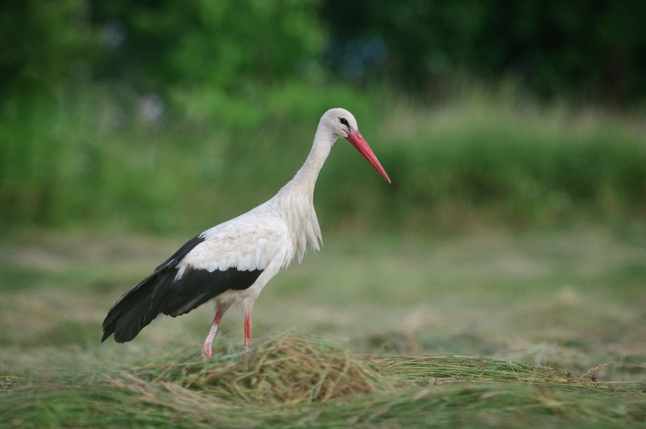  Bocian biały Ptaki Nikon D300 Sigma APO 500mm f/4.5 DG/HSM Zwierzęta ptak bocian bocian biały Ciconiiformes dziób bocian czarny trawa shorebird dzikiej przyrody