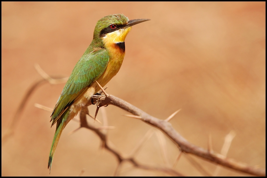  Żołna mała Ptaki Nikon D200 Sigma APO 50-500mm f/4-6.3 HSM Senegal 0 ptak fauna dziób zjadacz pszczół dzikiej przyrody coraciiformes organizm skrzydło jacamar koliber