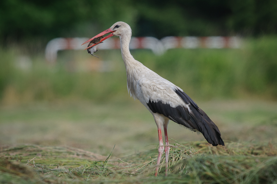  Bocian biały Ptaki Nikon D300 Sigma APO 500mm f/4.5 DG/HSM Zwierzęta ptak bocian bocian biały Ciconiiformes dziób dzikiej przyrody