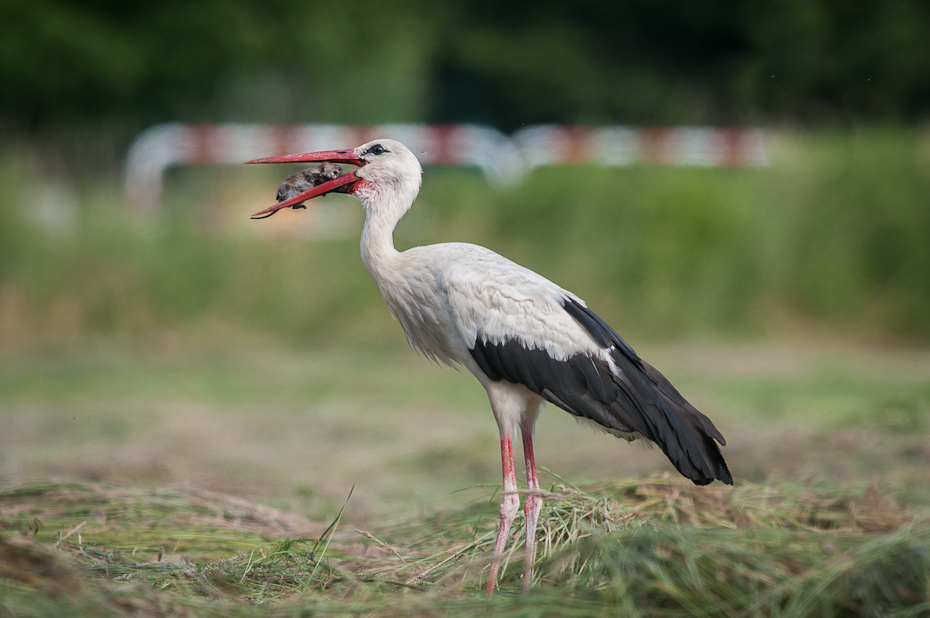  Bocian biały Ptaki Nikon D300 Sigma APO 500mm f/4.5 DG/HSM Zwierzęta ptak bocian bocian biały Ciconiiformes dziób fauna dźwig dzikiej przyrody żuraw jak ptak trawa