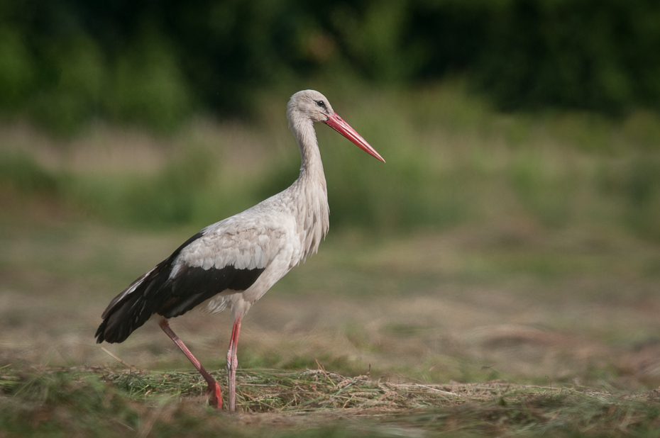  Bocian biały Ptaki Nikon D300 Sigma APO 500mm f/4.5 DG/HSM Zwierzęta ptak bocian bocian biały Ciconiiformes dziób fauna bocian marabut dźwig bocian czarny żuraw jak ptak