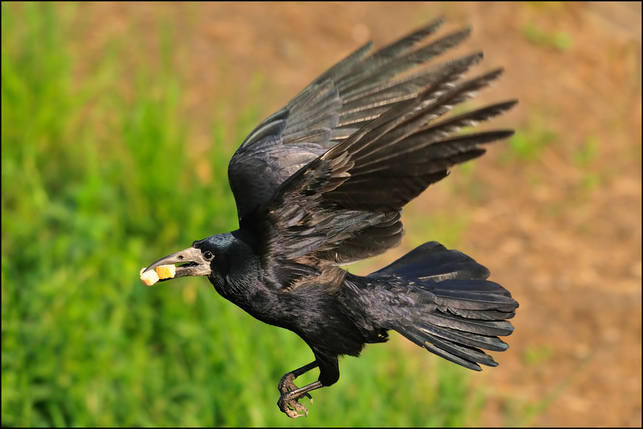  Gawron Ptaki Nikon D300 Sigma APO 500mm f/4.5 DG/HSM Zwierzęta ptak fauna dziób ptak drapieżny orzeł wieża dzikiej przyrody sęp skrzydło ecoregion