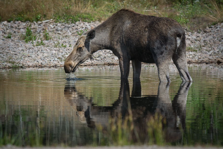  Łoś Nikon D7100 AF-S Nikkor 70-200mm f/2.8G Szwecja 0 dzikiej przyrody fauna pustynia ekosystem trawa Park Narodowy pysk drzewo