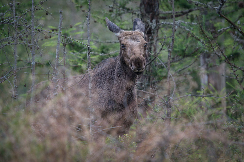  Młody łoś Łoś Nikon D7100 AF-S Nikkor 70-200mm f/2.8G Szwecja 0 dzikiej przyrody fauna pustynia rezerwat przyrody lesisty teren Park Narodowy las trawa drzewo