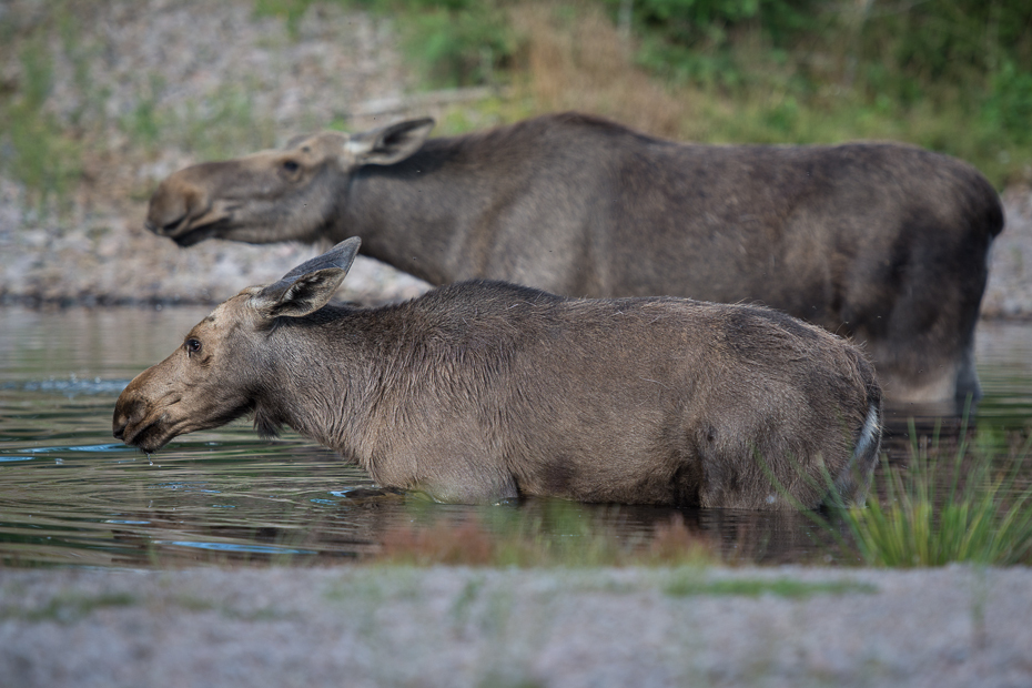  Łosie Łoś Nikon D7100 AF-S Nikkor 70-200mm f/2.8G Szwecja 0 dzikiej przyrody pustynia fauna zwierzę lądowe trawa Park Narodowy pysk safari bydło takie jak ssak