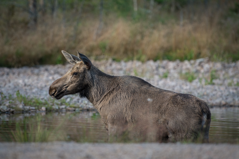  Młody łoś Łoś Nikon D7100 AF-S Nikkor 70-200mm f/2.8G Szwecja 0 dzikiej przyrody fauna pustynia Park Narodowy trawa