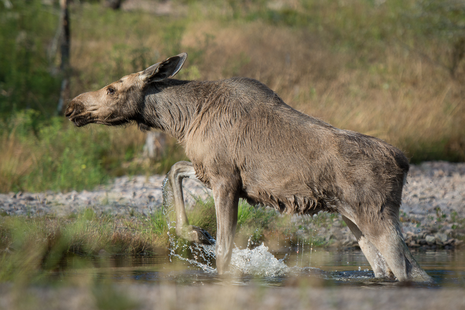  Młody łoś Łoś Nikon D7100 AF-S Nikkor 70-200mm f/2.8G Szwecja 0 dzikiej przyrody fauna pustynia zwierzę lądowe Park Narodowy trawa pysk