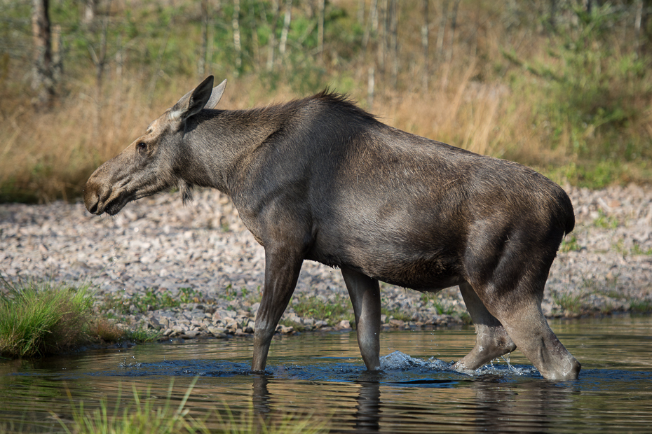  Łoś Nikon D7100 AF-S Nikkor 70-200mm f/2.8G Szwecja 0 dzikiej przyrody fauna pustynia zwierzę lądowe Park Narodowy pysk trawa