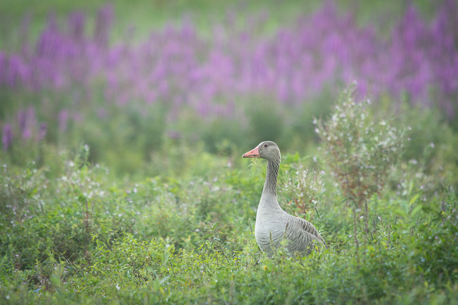  Gęś Ptaki Nikon D7100 Sigma APO 500mm f/4.5 DG/HSM Szwecja 0 ptak ekosystem fauna rezerwat przyrody dzikiej przyrody trawa wegetacja dziób łąka flora