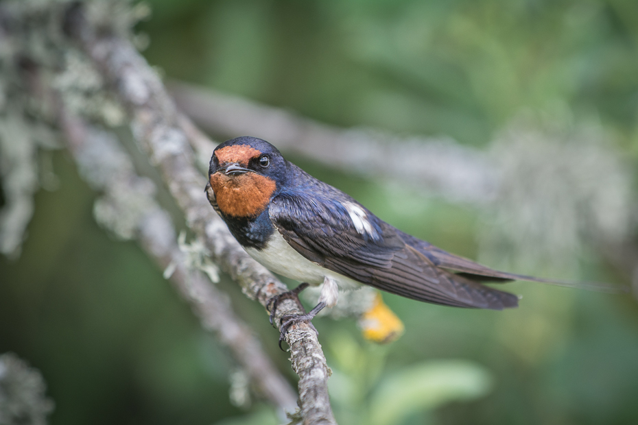  Jaskółka dymówka Ptaki Nikon D7100 Sigma APO 500mm f/4.5 DG/HSM Szwecja 0 ptak dziób fauna flycatcher starego świata zięba dzikiej przyrody ptak przysiadujący organizm Emberizidae Łyk