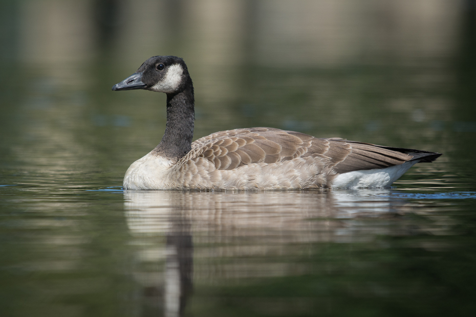  Bernikla kanadyjska Ptaki Nikon D7100 Sigma APO 500mm f/4.5 DG/HSM Szwecja 0 ptak woda wodny ptak gęś kaczka kaczki gęsi i łabędzie fauna dziób ptactwo wodne dzikiej przyrody