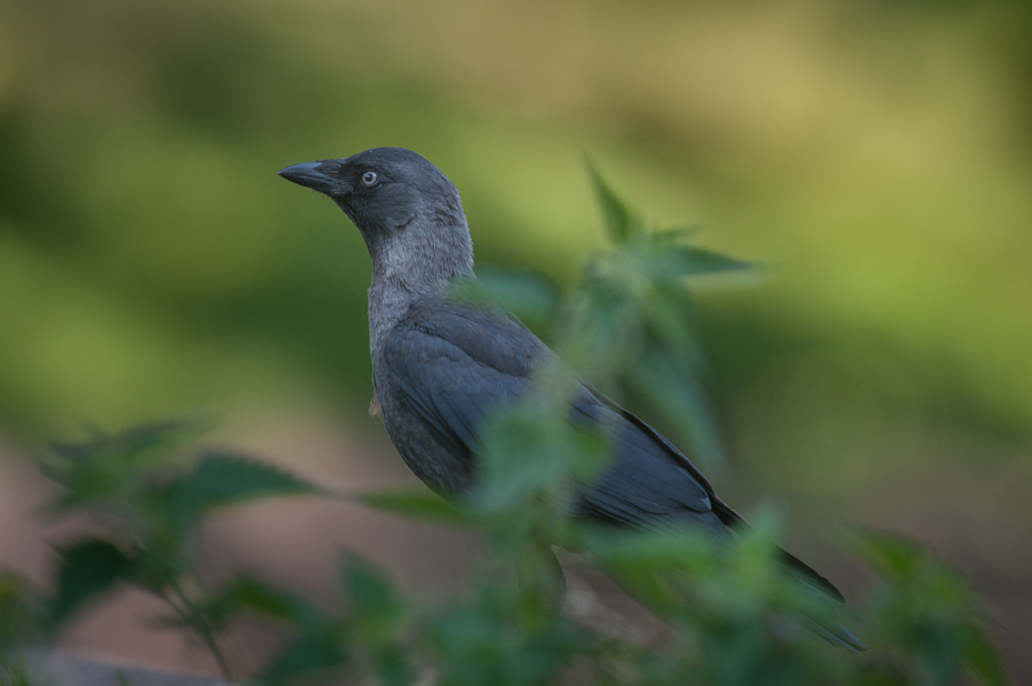  Kawka Ptaki Nikon D300 Sigma APO 500mm f/4.5 DG/HSM Szwecja 0 ptak fauna dziób dzikiej przyrody flycatcher starego świata organizm skrzydło ptak przysiadujący trawa sójka