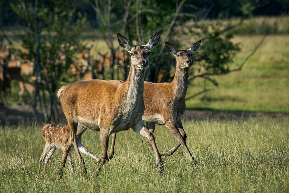  Sarny Jeleń Nikon D7100 AF-S Nikkor 70-200mm f/2.8G Szwecja 0 dzikiej przyrody jeleń fauna łąka ekosystem zwierzę lądowe pustynia trawa Sarna z bialym ogonem pastwisko