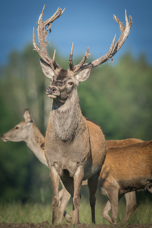  Jeleń Nikon D7100 Sigma APO 500mm f/4.5 DG/HSM Szwecja 0 dzikiej przyrody jeleń fauna ssak łopata Sarna z bialym ogonem róg trawa zwierzę lądowe łoś