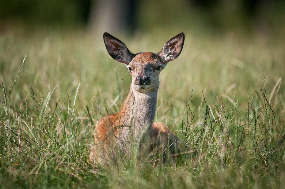  Sarna Jeleń Nikon D300 Sigma APO 500mm f/4.5 DG/HSM Szwecja 0 dzikiej przyrody jeleń łąka fauna ssak ekosystem zwierzę lądowe trawa pustynia preria