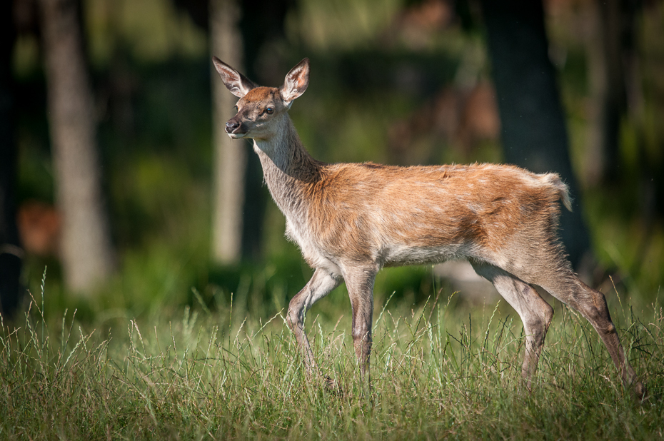  Sarna Jeleń Nikon D300 Sigma APO 500mm f/4.5 DG/HSM Szwecja 0 dzikiej przyrody jeleń fauna ssak zwierzę lądowe Sarna z bialym ogonem trawa organizm łąka płowy