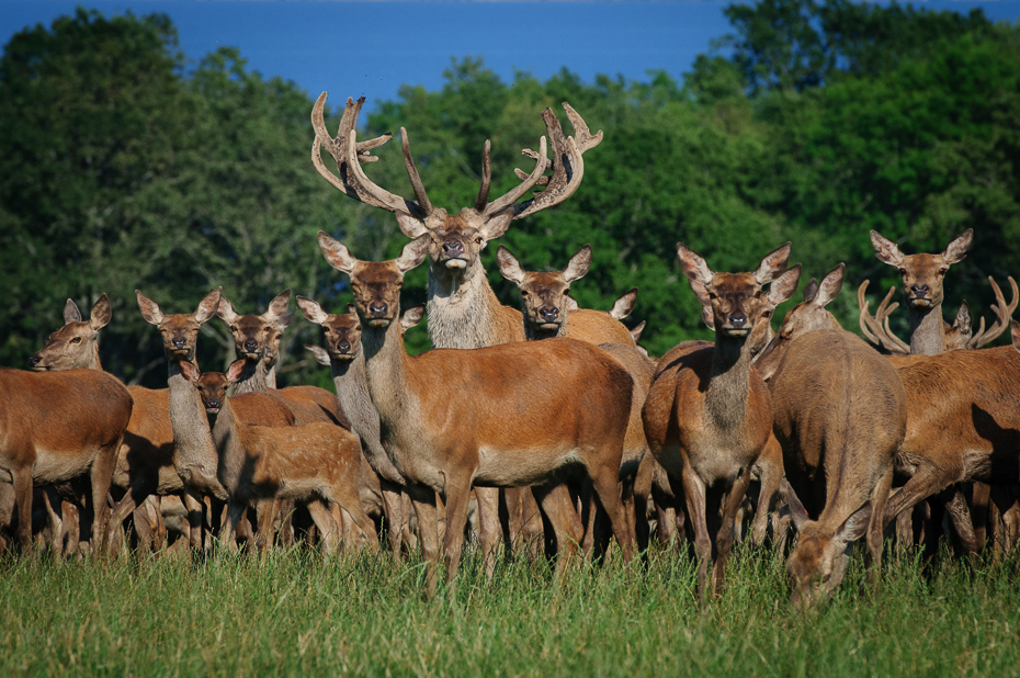  Jeleń Nikon D300 AF-S Nikkor 70-200mm f/2.8G Szwecja 0 dzikiej przyrody jeleń fauna stado pustynia rezerwat przyrody łąka Park Narodowy łoś trawa