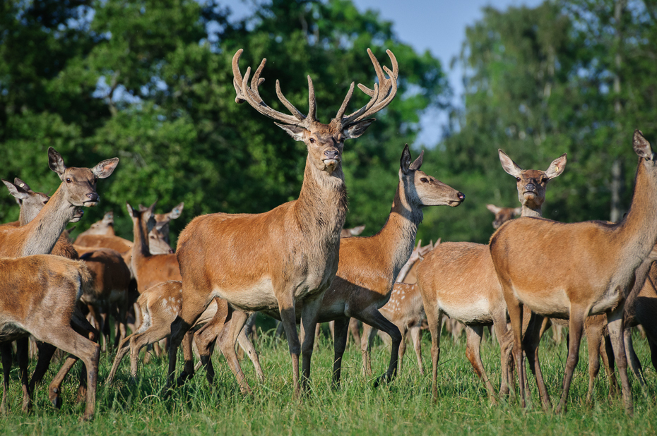  Jeleń Nikon D300 AF-S Nikkor 70-200mm f/2.8G Szwecja 0 dzikiej przyrody jeleń ekosystem fauna ssak pustynia rezerwat przyrody stado łąka zwierzę lądowe