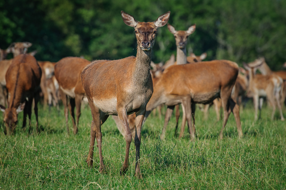  Sarny Jeleń Nikon D300 AF-S Nikkor 70-200mm f/2.8G Szwecja 0 dzikiej przyrody jeleń ekosystem fauna pustynia łąka zwierzę lądowe pasący się stado pastwisko