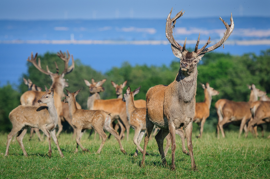  Jeleń Nikon D300 AF-S Nikkor 70-200mm f/2.8G Szwecja 0 dzikiej przyrody jeleń ekosystem fauna łąka pustynia stado trawa Sarna z bialym ogonem preria