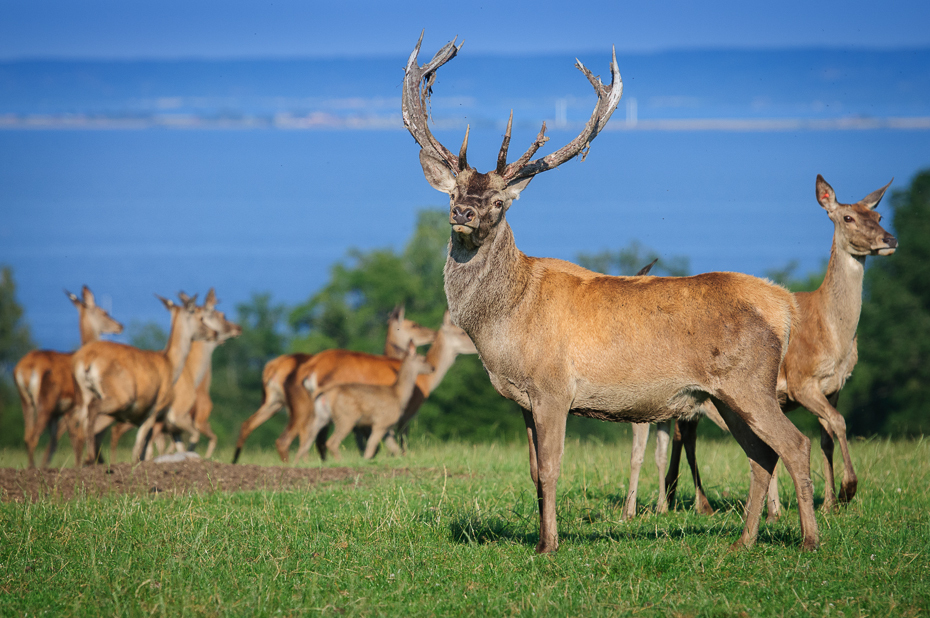  Jeleń Nikon D300 AF-S Nikkor 70-200mm f/2.8G Szwecja 0 dzikiej przyrody jeleń łąka ekosystem fauna pustynia trawa Sarna z bialym ogonem stado preria